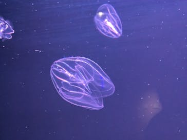 四国水族館に投稿された画像（2020/6/19）