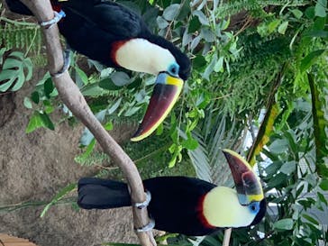 神戸どうぶつ王国に投稿された画像（2020/6/19）