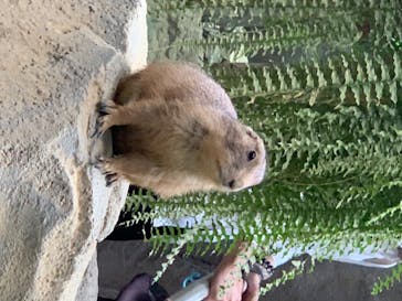 神戸どうぶつ王国に投稿された画像（2020/6/19）