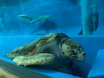 島根県立 しまね海洋館に投稿された画像（2020/6/20）