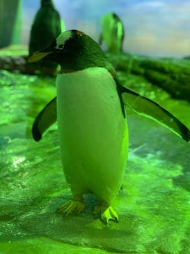 島根県立 しまね海洋館に投稿された画像（2020/6/20）