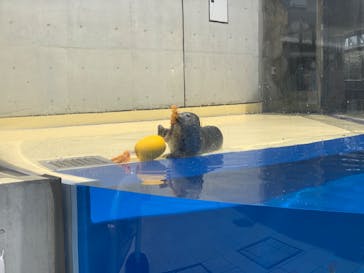 島根県立 しまね海洋館に投稿された画像（2020/6/20）