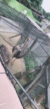 沖縄こどもの国に投稿された画像（2020/6/20）