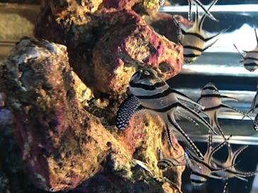 四国水族館に投稿された画像（2020/6/20）