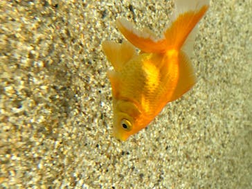 四国水族館に投稿された画像（2020/6/20）