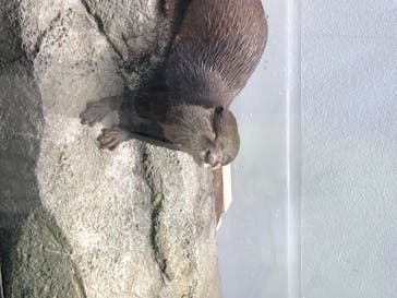 四国水族館に投稿された画像（2020/6/20）