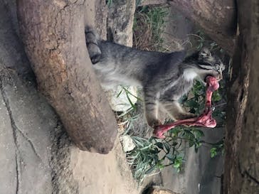 神戸どうぶつ王国に投稿された画像（2020/6/20）