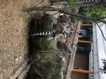 神戸どうぶつ王国に投稿された画像（2020/6/20）