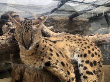 神戸どうぶつ王国に投稿された画像（2020/6/20）