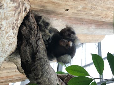 神戸どうぶつ王国に投稿された画像（2020/6/20）