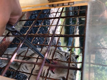 群馬サファリパークに投稿された画像（2020/6/20）