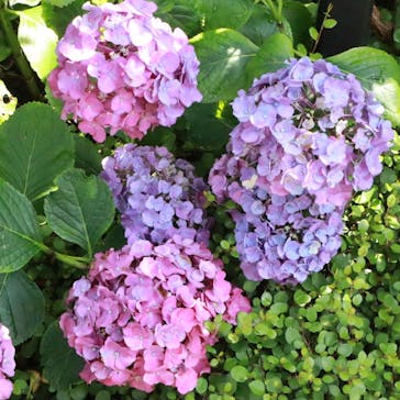 横浜イングリッシュガーデンに投稿された画像（2020/6/20）