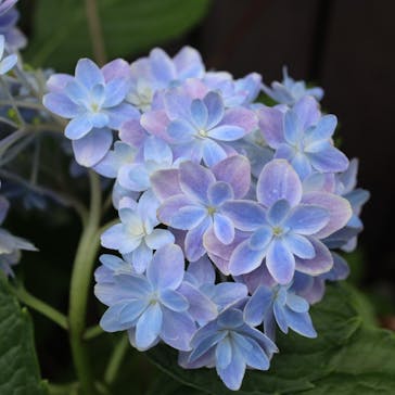 横浜イングリッシュガーデンに投稿された画像（2020/6/20）