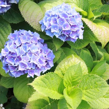 横浜イングリッシュガーデンに投稿された画像（2020/6/20）