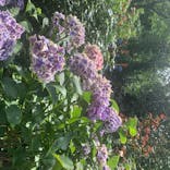 横浜イングリッシュガーデンに投稿された画像（2020/6/20）