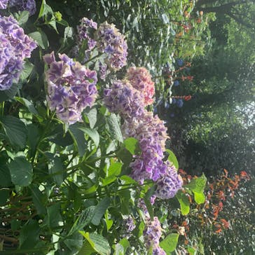 横浜イングリッシュガーデンに投稿された画像（2020/6/20）