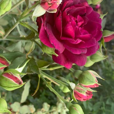 横浜イングリッシュガーデンに投稿された画像（2020/6/20）