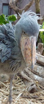 那須どうぶつ王国に投稿された画像（2020/6/20）