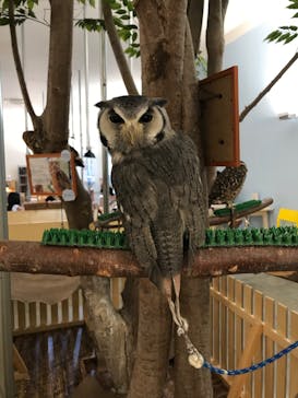 Moff アニマル カフェ イーアス 高尾店に投稿された画像（2020/6/20）