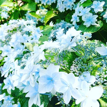 横浜イングリッシュガーデンに投稿された画像（2020/6/20）