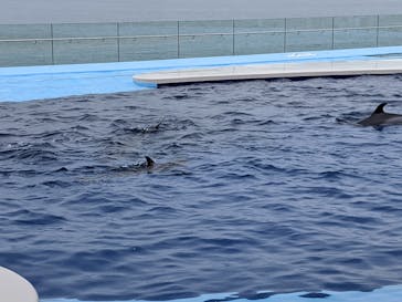 四国水族館に投稿された画像（2020/6/20）