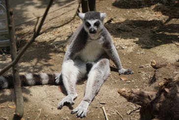 神戸どうぶつ王国に投稿された画像（2020/6/20）