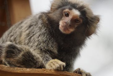 神戸どうぶつ王国に投稿された画像（2020/6/20）