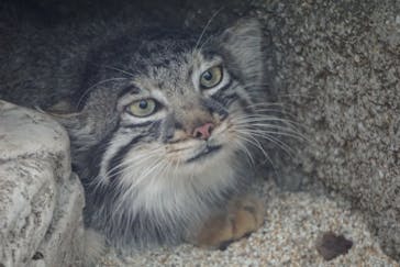 神戸どうぶつ王国に投稿された画像（2020/6/20）