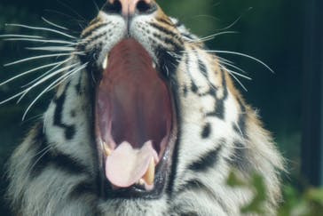 神戸どうぶつ王国に投稿された画像（2020/6/20）