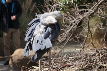 神戸どうぶつ王国に投稿された画像（2020/6/20）