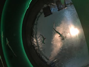 四国水族館に投稿された画像（2020/6/20）