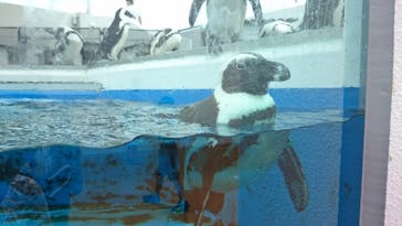 四国水族館に投稿された画像（2020/6/21）