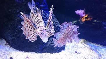 四国水族館に投稿された画像（2020/6/21）