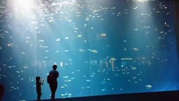 四国水族館に投稿された画像（2020/6/21）