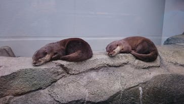 四国水族館に投稿された画像（2020/6/21）