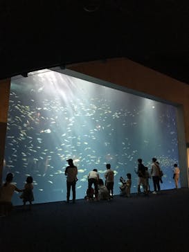 四国水族館に投稿された画像（2020/6/21）