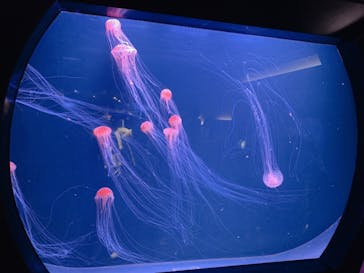 四国水族館に投稿された画像（2020/6/21）