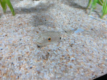 四国水族館に投稿された画像（2020/6/21）