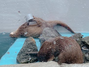 四国水族館に投稿された画像（2020/6/21）