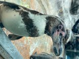 鳥羽水族館に投稿された画像（2020/6/21）