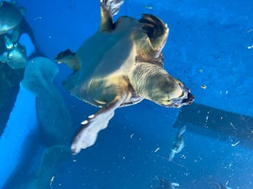 鳥羽水族館に投稿された画像（2020/6/21）