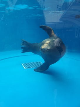 サンシャイン水族館に投稿された画像（2020/6/21）