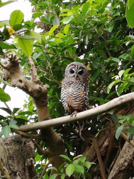 伊豆シャボテン動物公園に投稿された画像（2020/6/21）