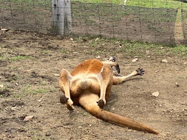 神戸どうぶつ王国に投稿された画像（2020/6/21）