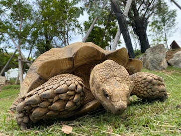 神戸どうぶつ王国に投稿された画像（2020/6/21）