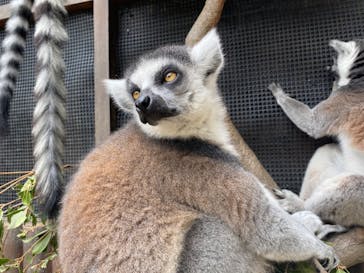 神戸どうぶつ王国に投稿された画像（2020/6/21）