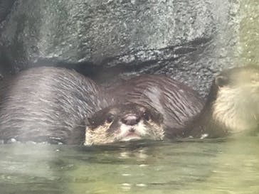 四国水族館に投稿された画像（2020/6/21）