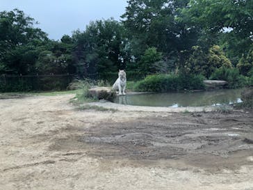 群馬サファリパークに投稿された画像（2020/6/21）