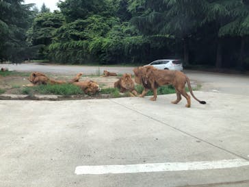 群馬サファリパークに投稿された画像（2020/6/21）