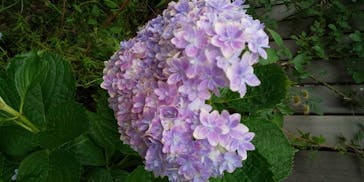 横浜イングリッシュガーデンに投稿された画像（2020/6/21）